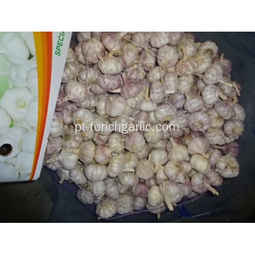 Colheita 2019 Fresh Garlic Alho Normal Branco